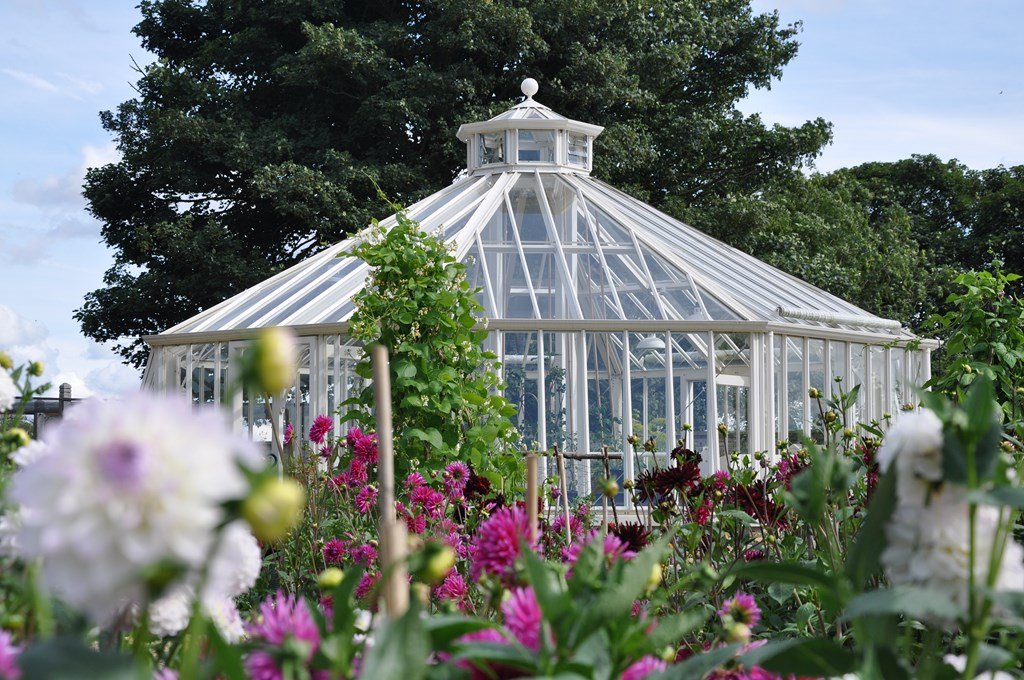 Alitex greenhouse in a flower garden, with a large oak tree in the background.